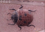 檔案名稱=d2.JPG
檔案大小=102KB
圖片尺寸=997x703
加入日期=七月 17, 2011 d2.JPG